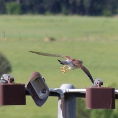 Falco cenchroides (Nankeen Kestrel) at Bega, NSW - 4 Oct 2020 by MatthewHiggins