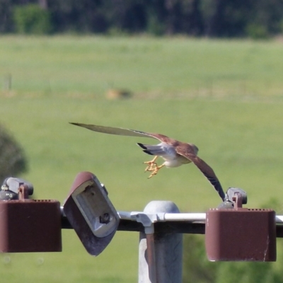 Falco cenchroides (Nankeen Kestrel) at Bega, NSW - 4 Oct 2020 by MatthewHiggins