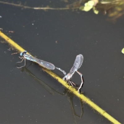 Austrolestes leda (Wandering Ringtail) at Paddys River, ACT - 3 Oct 2020 by HarveyPerkins