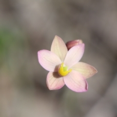 Thelymitra carnea (Tiny Sun Orchid) at Gundaroo, NSW - 3 Oct 2020 by Gunyijan