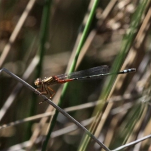 Xanthagrion erythroneurum at Monash, ACT - 4 Oct 2020