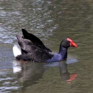 Porphyrio melanotus at Monash, ACT - 4 Oct 2020