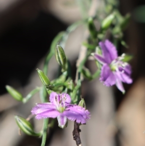 Thysanotus patersonii at Gundaroo, NSW - 4 Oct 2020