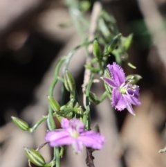 Thysanotus patersonii at Gundaroo, NSW - 4 Oct 2020 10:52 AM