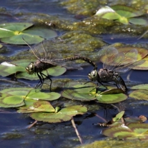 Anax papuensis at Monash, ACT - 4 Oct 2020