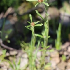 Euchiton sphaericus (star cudweed) at Gundaroo, NSW - 4 Oct 2020 by Gunyijan