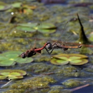 Tramea loewii at Monash, ACT - 4 Oct 2020