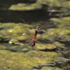 Tramea loewii at Monash, ACT - 4 Oct 2020