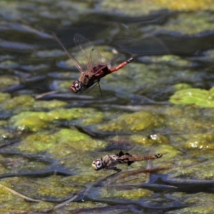 Tramea loewii at Monash, ACT - 4 Oct 2020