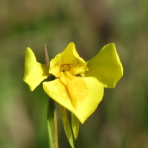 Diuris amabilis at Tarago, NSW - 4 Oct 2020