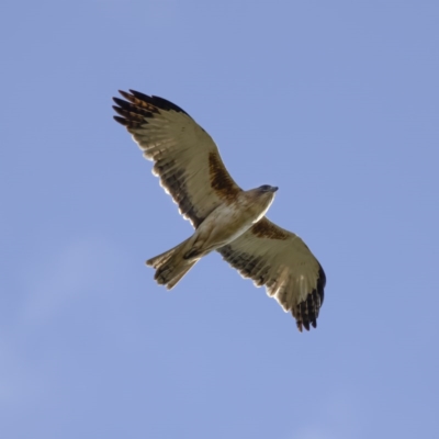 Hieraaetus morphnoides (Little Eagle) at Bellmount Forest, NSW - 3 Oct 2020 by CedricBear