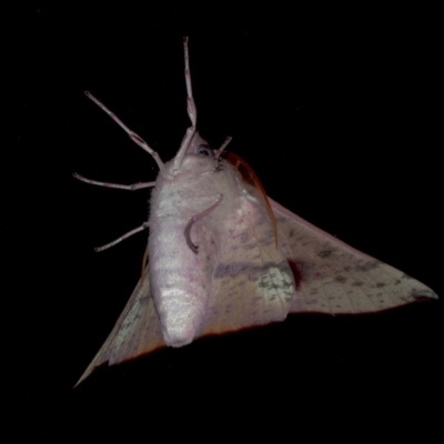 Oenochroma vinaria (Pink-bellied Moth, Hakea Wine Moth) at Googong, NSW - 2 Oct 2020 by WHall