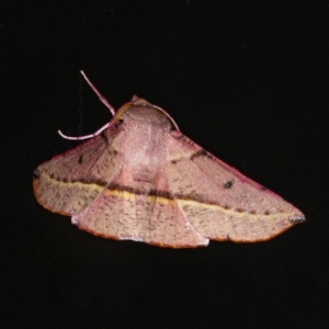 Oenochroma vinaria at Googong, NSW - 2 Oct 2020