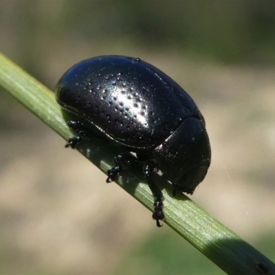 Chrysolina quadrigemina (Greater St Johns Wort beetle) at Paddys River, ACT - 3 Oct 2020 by HarveyPerkins