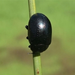 Chrysolina quadrigemina at Paddys River, ACT - 3 Oct 2020 10:59 AM