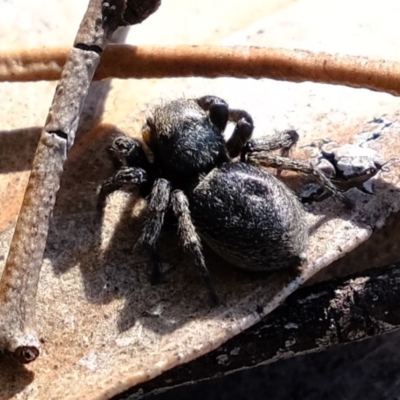 Salticidae (family) at Melba, ACT - 4 Oct 2020 by Kurt