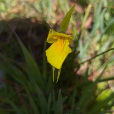 Diuris amabilis (Large Golden Moth) at Sweeney's Travelling Stock Reserve - 3 Oct 2020 by RyuCallaway