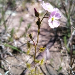 Drosera gunniana at Bungendore, NSW - 3 Oct 2020 02:09 PM