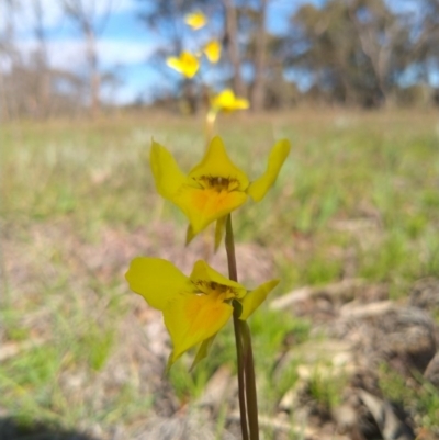 Diuris amabilis (Large Golden Moth) at Tarago, NSW - 3 Oct 2020 by ArcherCallaway