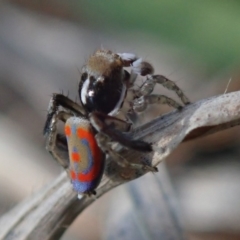 Maratus pavonis (Dunn's peacock spider) at Fraser, ACT - 4 Oct 2020 by Laserchemisty