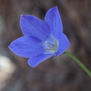 Wahlenbergia capillaris at Fraser, ACT - 4 Oct 2020