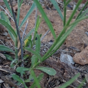 Wahlenbergia capillaris at Fraser, ACT - 4 Oct 2020