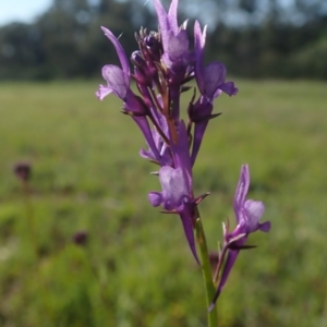 Linaria pelisseriana at Fraser, ACT - 4 Oct 2020