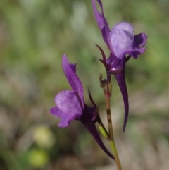 Linaria pelisseriana at Fraser, ACT - 4 Oct 2020