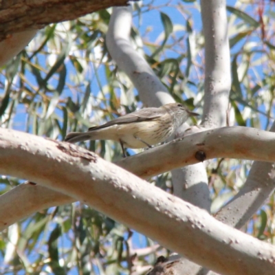 Pachycephala rufiventris (Rufous Whistler) at Throsby, ACT - 4 Oct 2020 by davobj