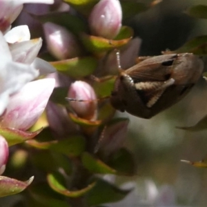 Pentatomoidea (superfamily) at Paddys River, ACT - 3 Oct 2020