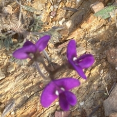 Swainsona sericea (Silky Swainson-Pea) at Burra, NSW - 3 Oct 2020 by Safarigirl