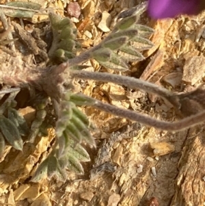 Swainsona sericea at Burra, NSW - 3 Oct 2020