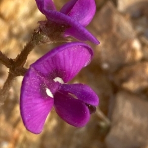 Swainsona sericea at Burra, NSW - 3 Oct 2020