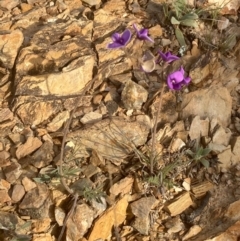 Swainsona sericea at Burra, NSW - 3 Oct 2020