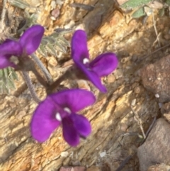 Swainsona sericea at Burra, NSW - 3 Oct 2020