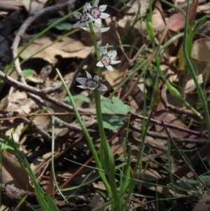 Wurmbea dioica subsp. dioica at Red Hill, ACT - 4 Oct 2020