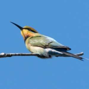 Merops ornatus at Stromlo, ACT - 4 Oct 2020 04:00 PM