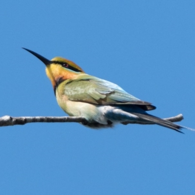 Merops ornatus (Rainbow Bee-eater) at Stromlo, ACT - 4 Oct 2020 by patrickcox
