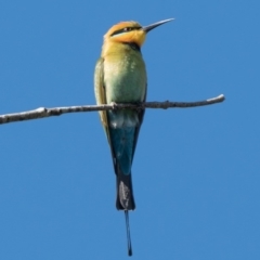 Merops ornatus at Stromlo, ACT - 4 Oct 2020