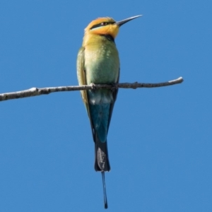 Merops ornatus at Stromlo, ACT - 4 Oct 2020 04:00 PM