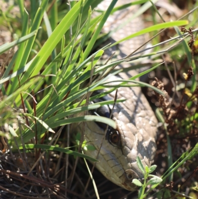 Tiliqua scincoides scincoides (Eastern Blue-tongue) at Gundaroo, NSW - 4 Oct 2020 by Gunyijan