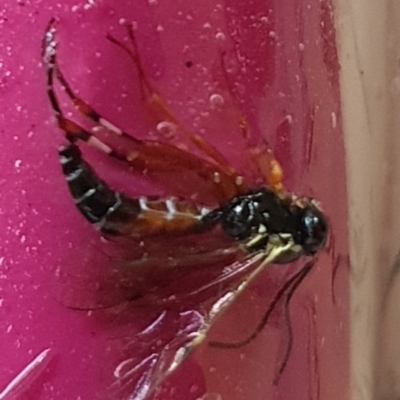 Ichneumonidae (family) (Unidentified ichneumon wasp) at Pearce, ACT - 4 Oct 2020 by Shell