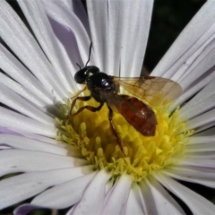 Exoneura sp. (genus) (A reed bee) at Paddys River, ACT - 3 Oct 2020 by HarveyPerkins