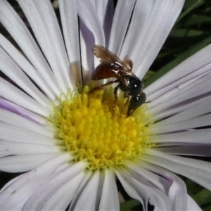 Exoneura sp. (genus) at Paddys River, ACT - 3 Oct 2020