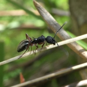 Dolichoderus scabridus at Paddys River, ACT - 3 Oct 2020