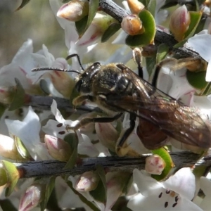 Lasioglossum (Parasphecodes) sp. (genus & subgenus) at Paddys River, ACT - 3 Oct 2020 01:29 PM