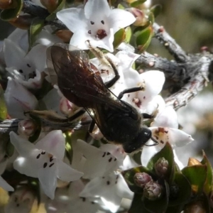 Lasioglossum (Parasphecodes) sp. (genus & subgenus) at Paddys River, ACT - 3 Oct 2020 01:29 PM