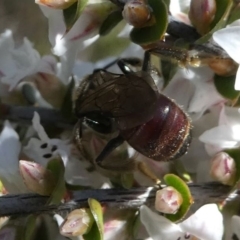 Lasioglossum (Parasphecodes) sp. (genus & subgenus) at Paddys River, ACT - 3 Oct 2020