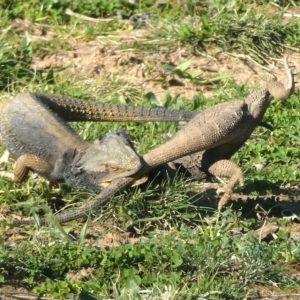 Pogona barbata at Red Hill, ACT - 11 Sep 2020