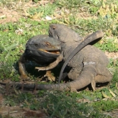 Pogona barbata at Red Hill, ACT - 11 Sep 2020